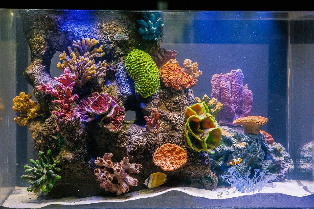 哪些魚(yú)最好養(yǎng)？揭秘家庭水族箱的完美居民！