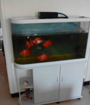 低價轉(zhuǎn)讓水族箱及6條大紅鸚鵡魚，僅1000元