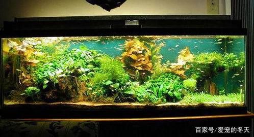 水族箱燈具選擇與光源顏色對魚類的生態影響